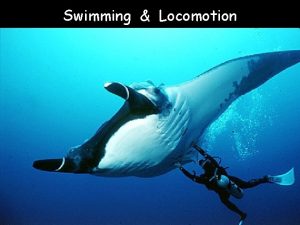 Types of locomotion in fishes Types of locomotion in fishes