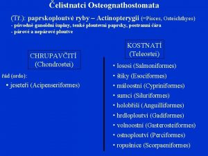 elistnatci Osteognathostomata T paprskoploutv ryby Actinopterygii Pisces Osteichthyes