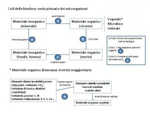 Cicli della biosfera ruolo primario dei microrganismi assimilazioni