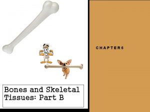 CHAPTER 6 Bones and Skeletal Tissues Part B