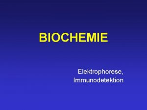 BIOCHEMIE Elektrophorese Immunodetektion Regulation von Enzymaktivitten Ebene 1