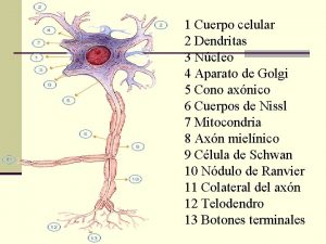 1 Cuerpo celular 2 Dendritas 3 Ncleo 4