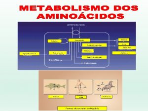 Protenas Amnia Aminocidos Uria Bases nitrogenadas cido rico