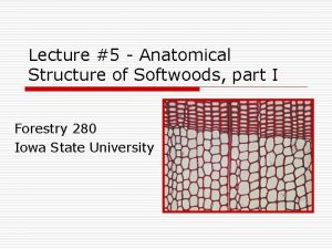 Longitudinal tracheids