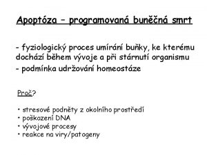 Apoptza programovan bunn smrt fyziologick proces umrn buky