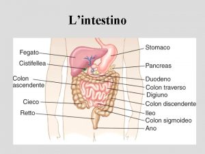 Lintestino Lintestino tenue I villi intestinali Cellule endocrine