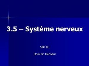 3 5 Systme nerveux SBI 4 U Dominic