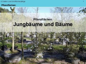 6 Garten und Grnflchenpflege 1 Pflanzflchen Jungbume und