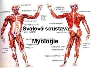 Svalov soustava Myologie Obecn popis sval tvoeny pn