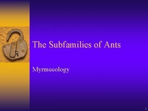 The Subfamilies of Ants Myrmecology 1 Subfamily Pseudomyrmecinae