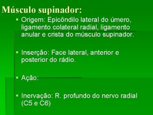 Msculo supinador Origem Epicndilo lateral do mero ligamento