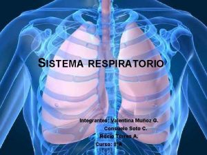 Cuáles son las estructuras del sistema respiratorio