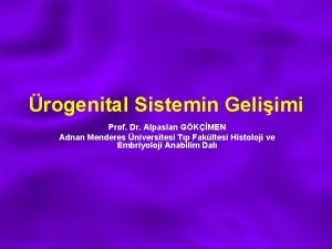 rogenital Sistemin Geliimi Prof Dr Alpaslan GKMEN Adnan