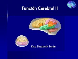 Funcin Cerebral II Dra Elizabeth Tern Anatoma Fisiolgica