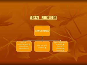 ACIZI NUCLEICI STRUCTUR rest de Monozaharid Z Riboz