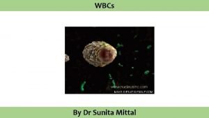 WBCs By Dr Sunita Mittal Learning Objective Eosinophil