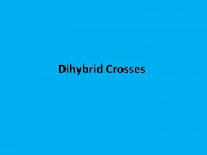 A dihybrid cross involves