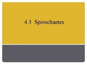 4 3 Spirochaetes Background Gram negative Motile organism