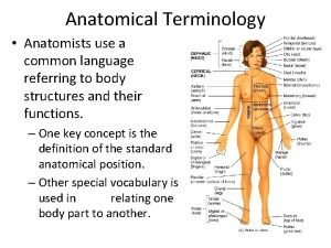 Directional terms anatomy