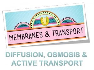 Homeostasis importance Homeostasis importance
