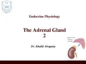 Endocrine Physiology The Adrenal Gland 2 Dr Khalid