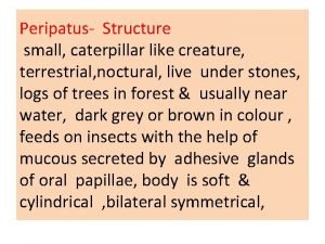 Structure and affinities of peripatus