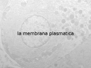 la membrana plasmatica bolla globuli rossi I globuli