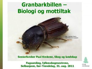 Granbarkbillen Biologi og mottiltak Foto Karsten Sund Naturhistorisk