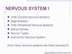 NERVOUS SYSTEM I CNS Central Nervous System Segmentation