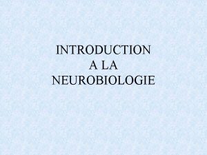 INTRODUCTION A LA NEUROBIOLOGIE Introduction la Neurobiologie Le