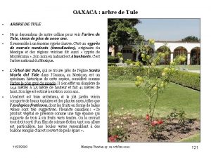 OAXACA arbre de Tule ARBRE DE TULE Nous