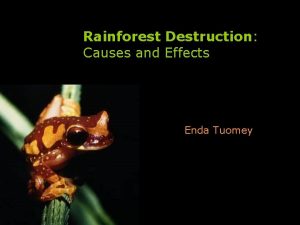 Rainforest Destruction Causes and Effects Enda Tuomey Introduction