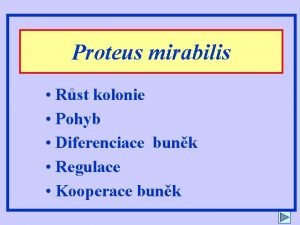 Proteus mirabilis Rst kolonie Pohyb Diferenciace bunk Regulace