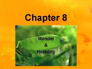 Chapter 8 Mendel Heredity Mendelian Genetics Gregor Mendel