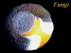 Fungus Fungus
