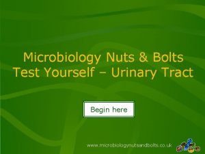 Microbiology Nuts Bolts Test Yourself Urinary Tract Begin