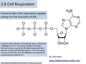 2 8 Cell Respiration Essential idea Cell respiration