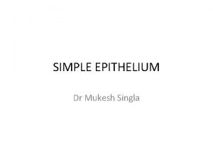 Simple cuboidal epithelium tissue function