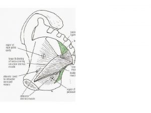 Urogenital triangle layers