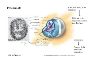 Procarionte gram positivas y gram negativas Difieren en