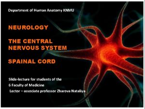 Department of Human Anatomy KNMU NEUROLOGY THE CENTRAL