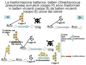 La trasformazione batterica batteri Streptococcus pneumoniea avirulenti ceppo