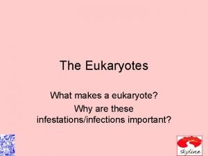 What makes something a eukaryote