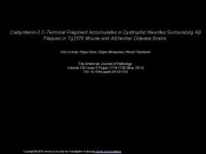 Calsyntenin3 CTerminal Fragment Accumulates in Dystrophic Neurites Surrounding