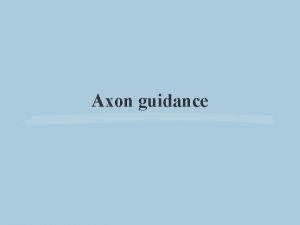 Axon guidance Neuronal growth cones respond to both