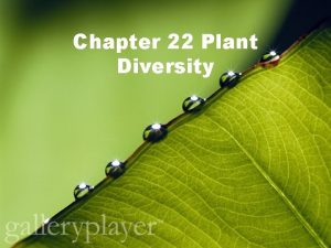 Chapter 22 Plant Diversity What is a plant