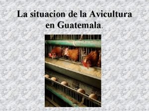 La situacion de la Avicultura en Guatemala INTRODUCCIN