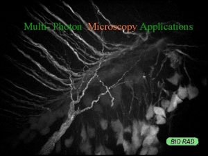 Multi Photon Microscopy Applications MULTIPHOTON APPLICATIONS Calcium and
