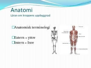 Terminologi anatomi