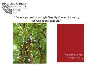 Development of a High Quality Cacao Industry in